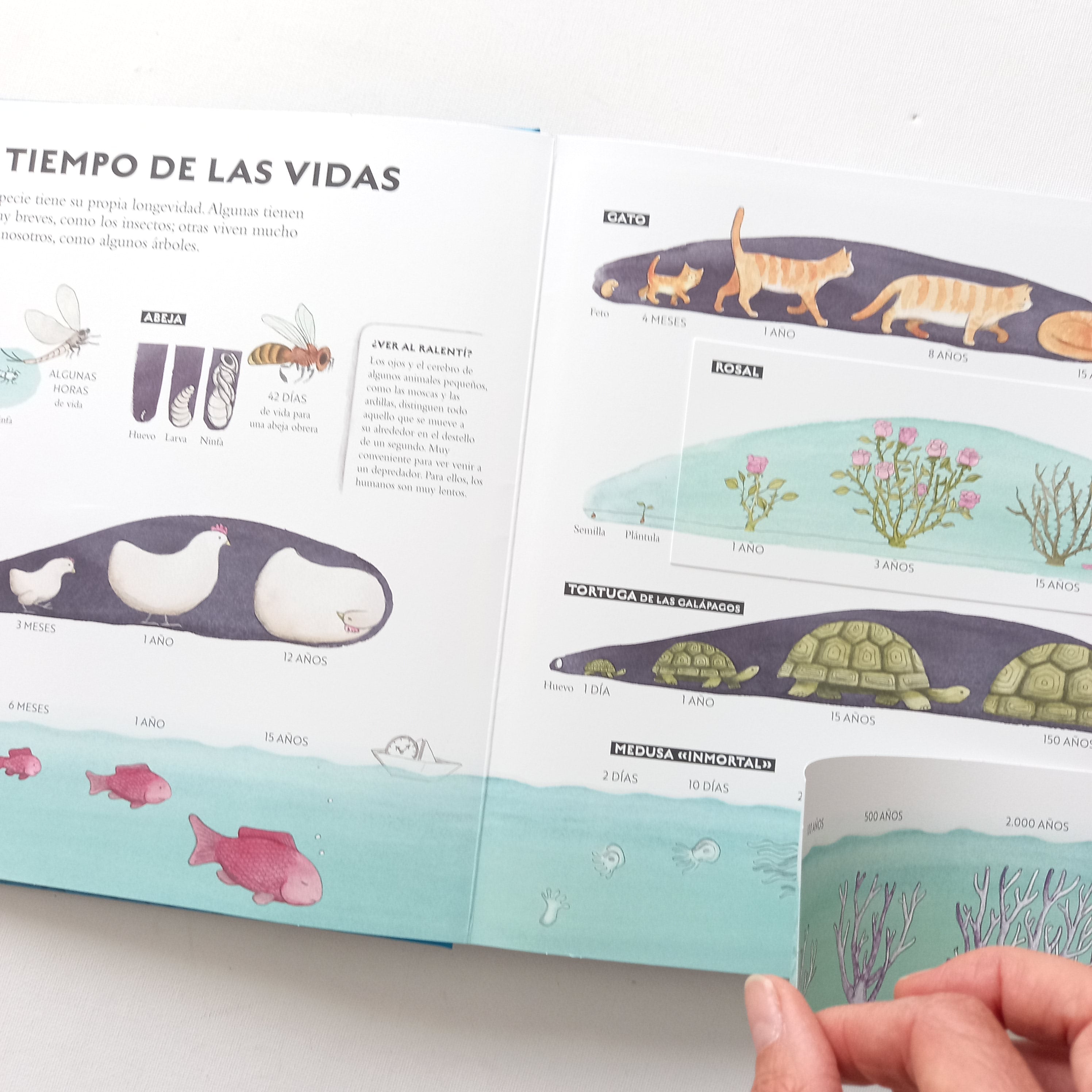 El libro del tiempo