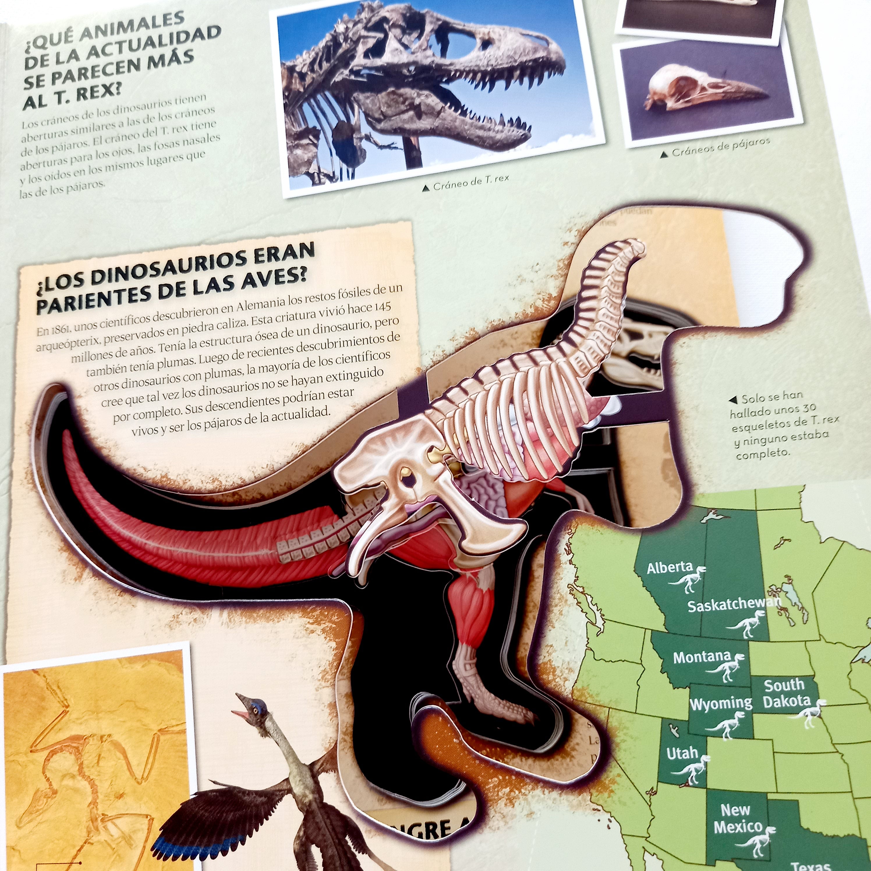 Miremos dentro del T. Rex