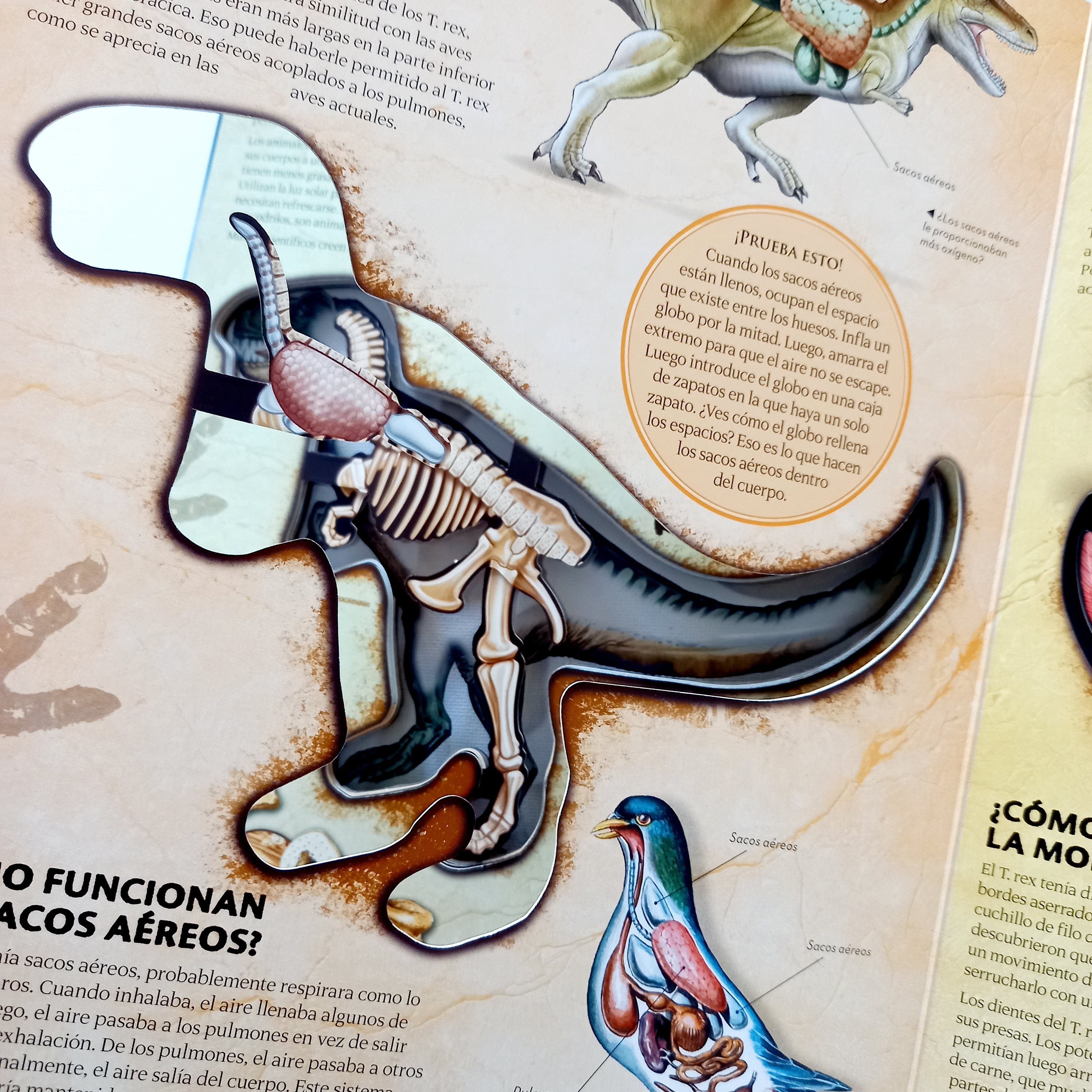 Miremos dentro del T. Rex