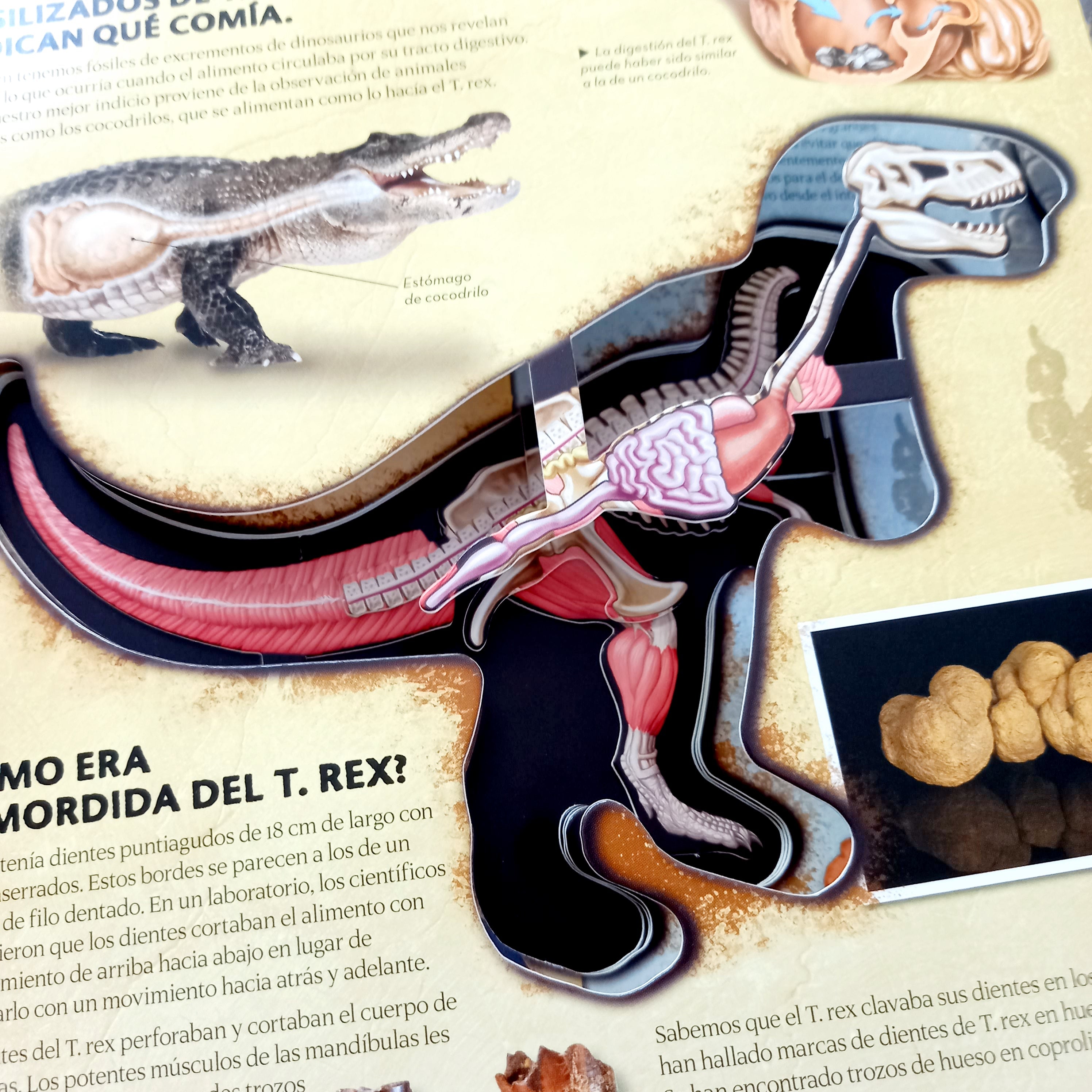 Miremos dentro del T. Rex