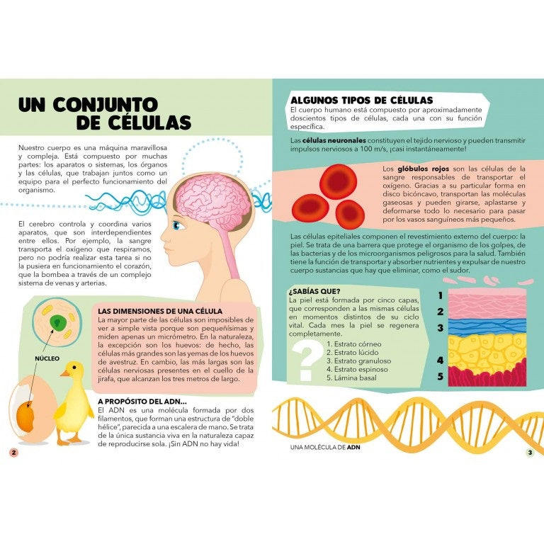 Todo sobre el cuerpo humano - Viaja, conoce y explora. Rompecabeza + libro + figuras de encastre