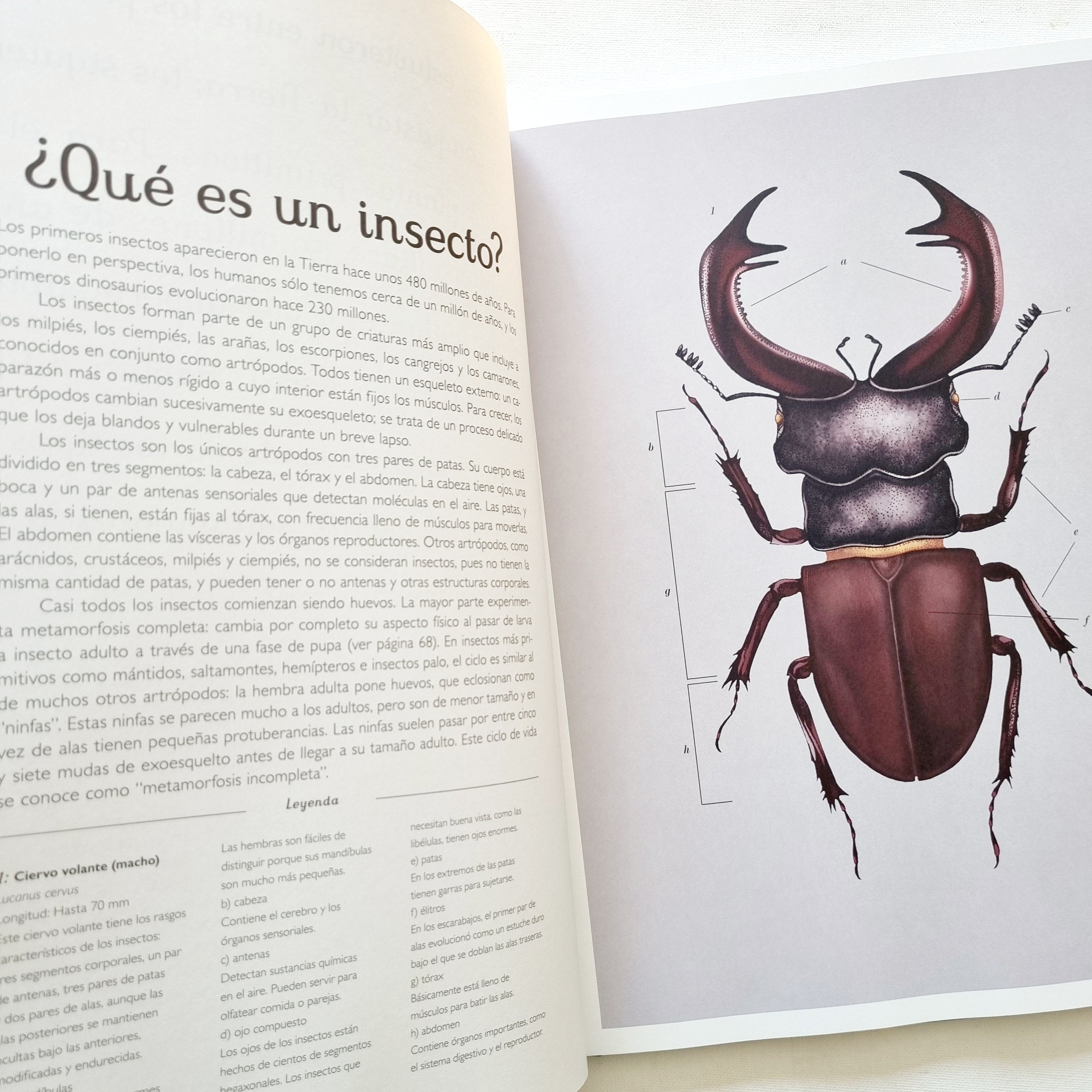 Insectarium