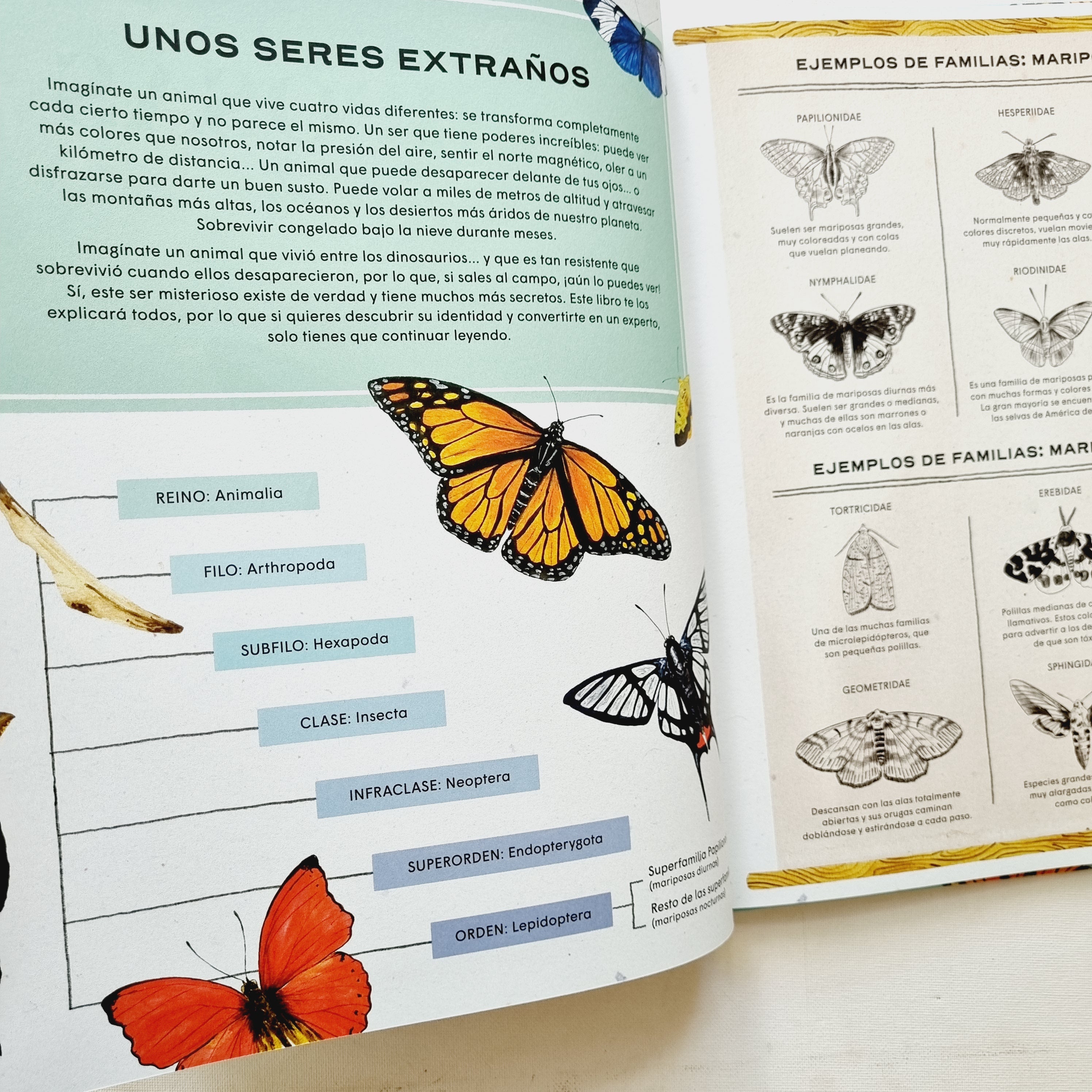 Mariposas. Vida secreta