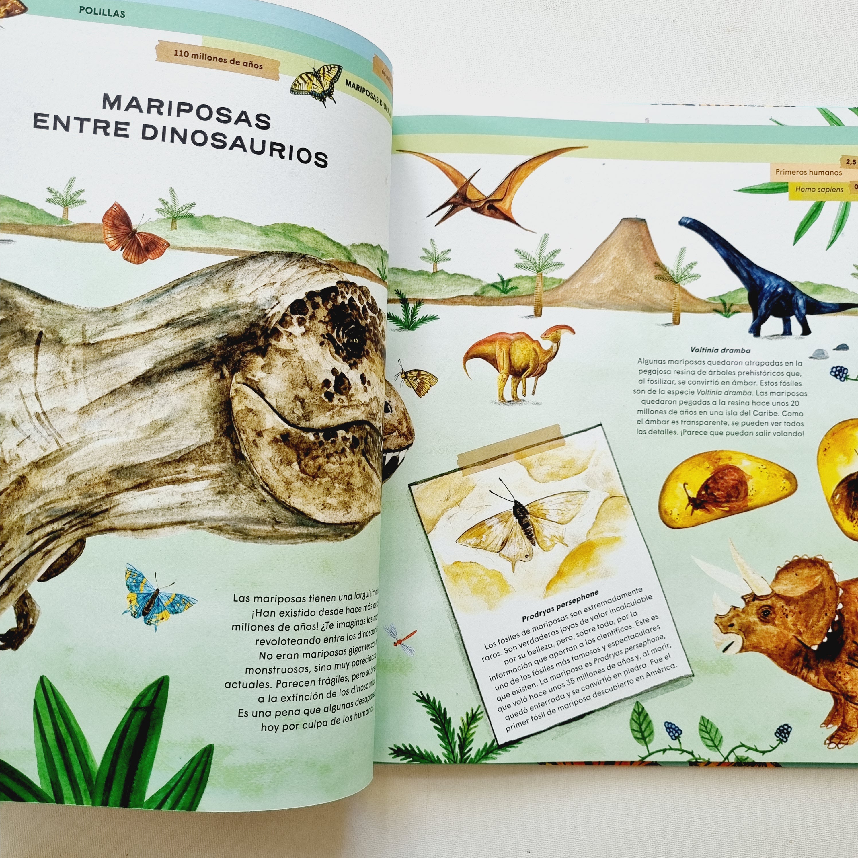 Mariposas. Vida secreta