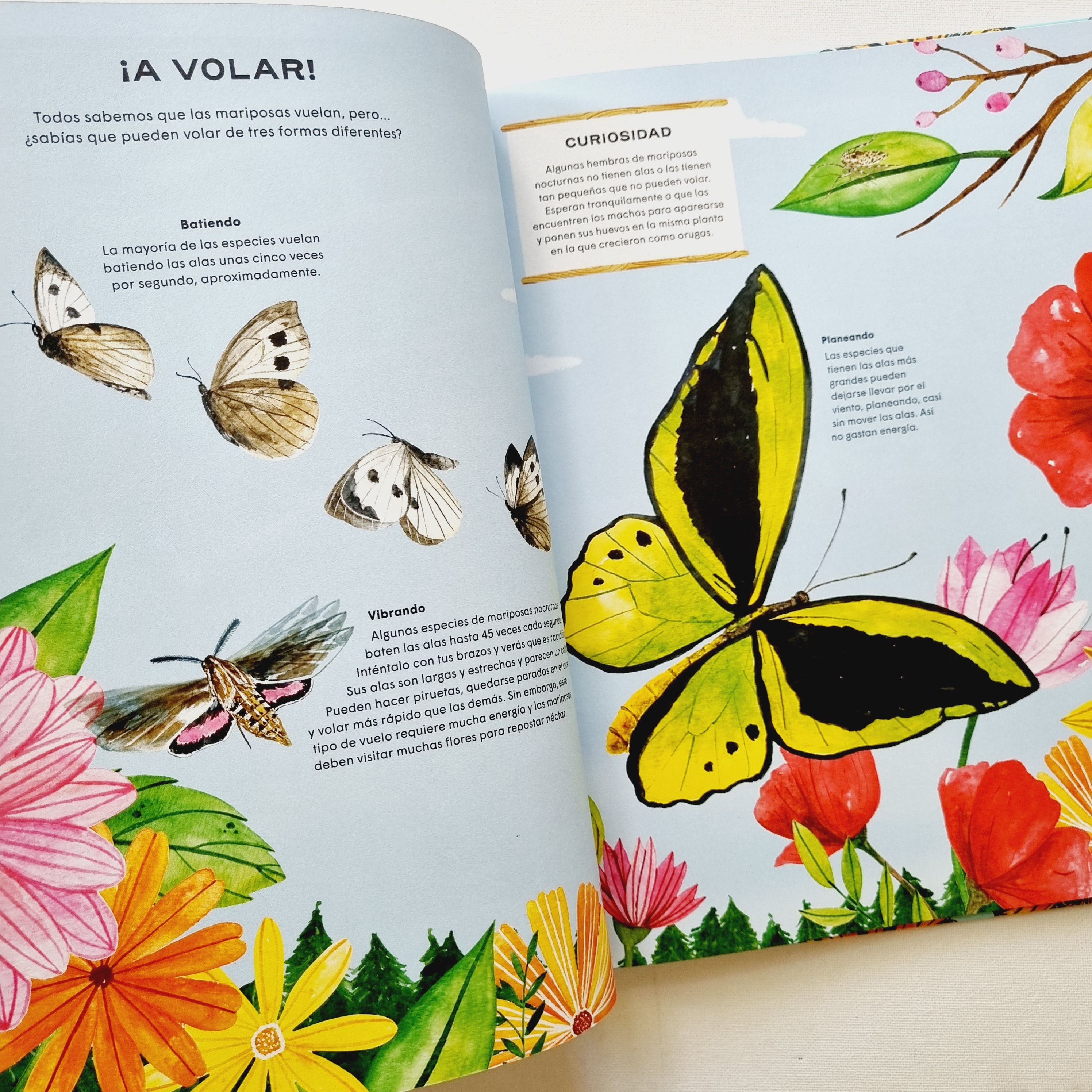 Mariposas. Vida secreta