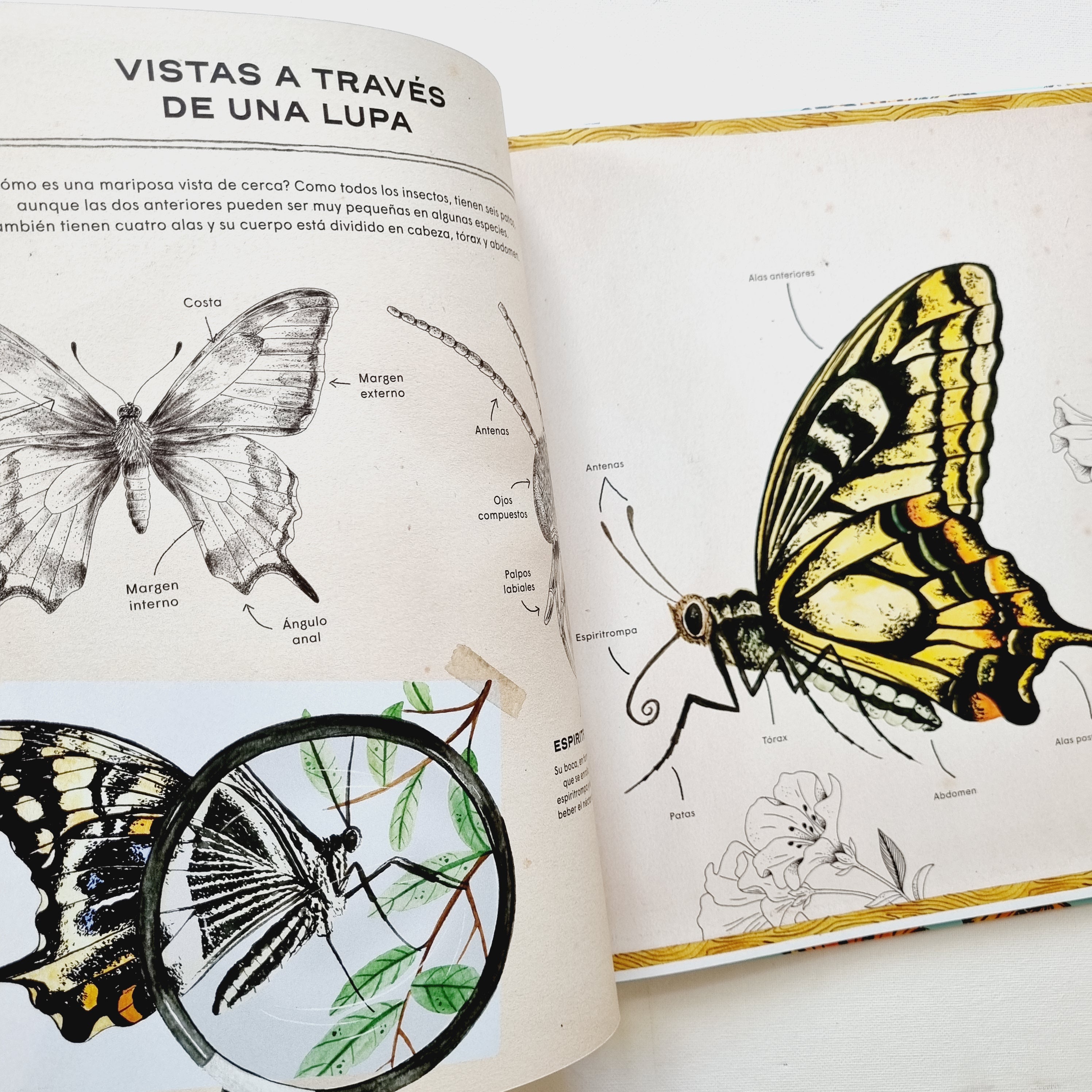 Mariposas. Vida secreta