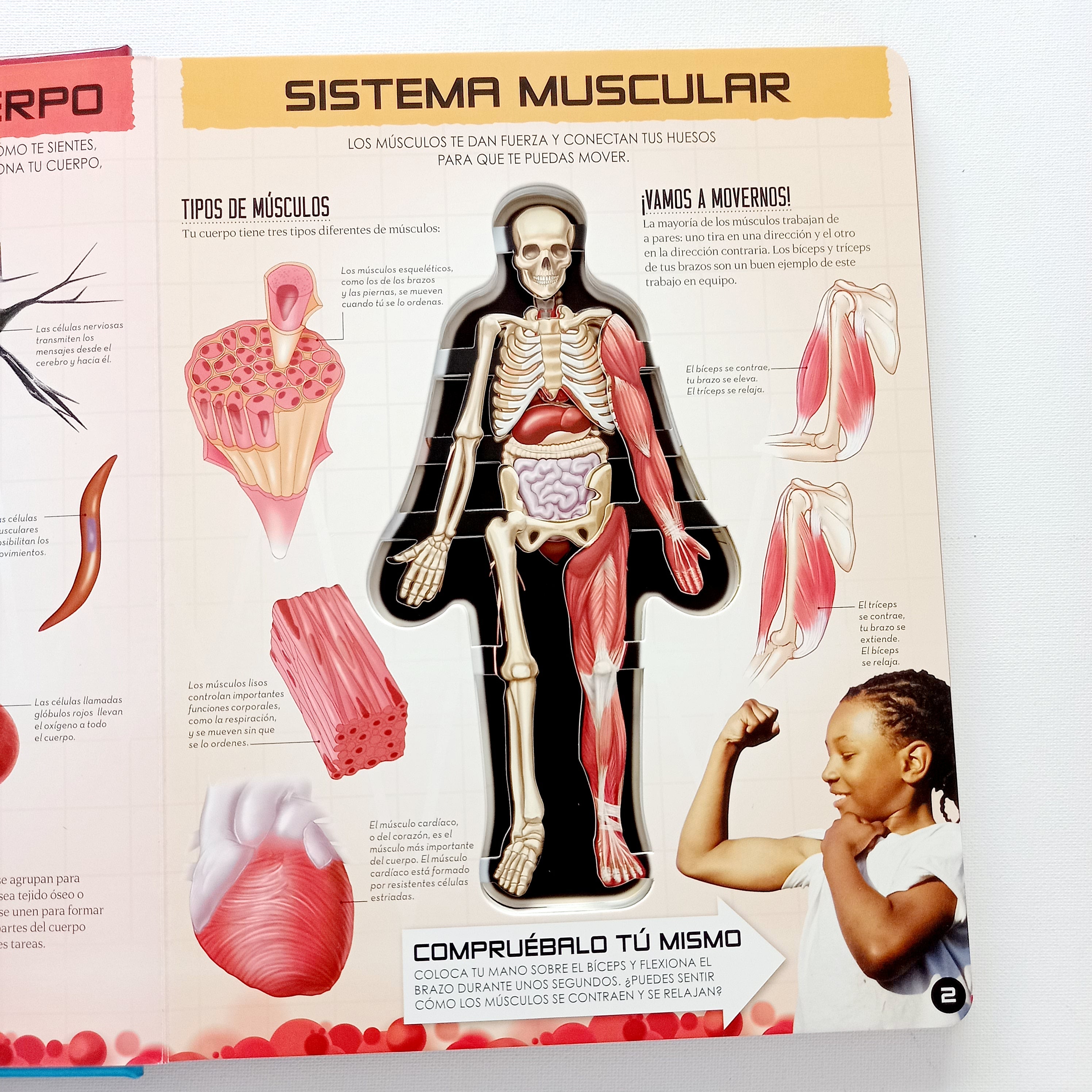 Miremos dentro del cuerpo humano