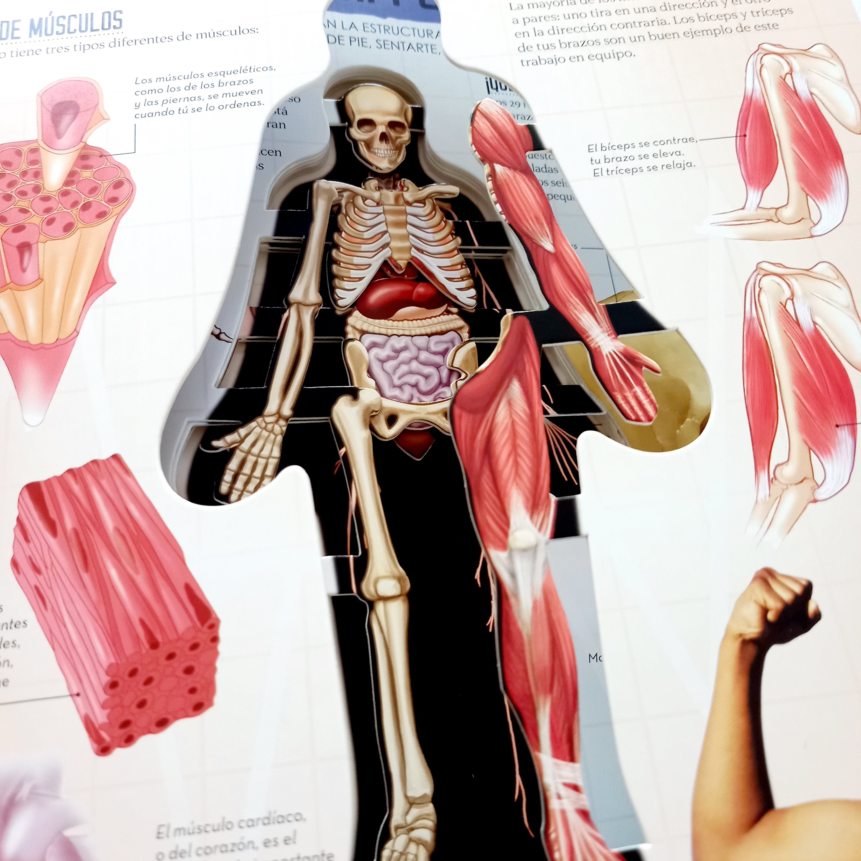 Miremos dentro del cuerpo humano