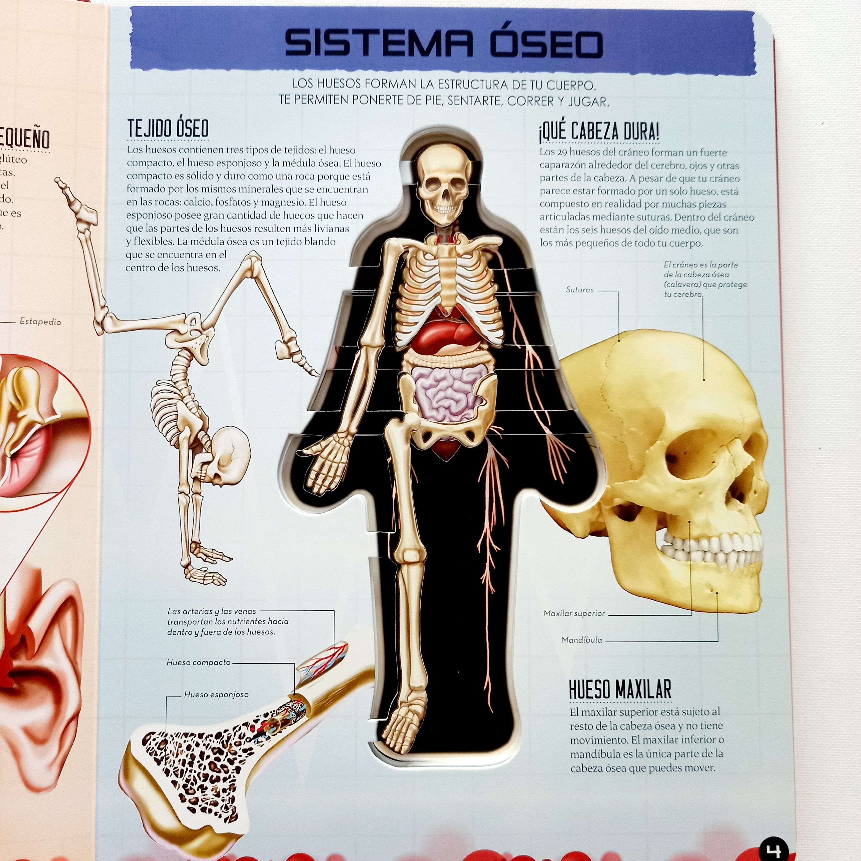 Miremos dentro del cuerpo humano