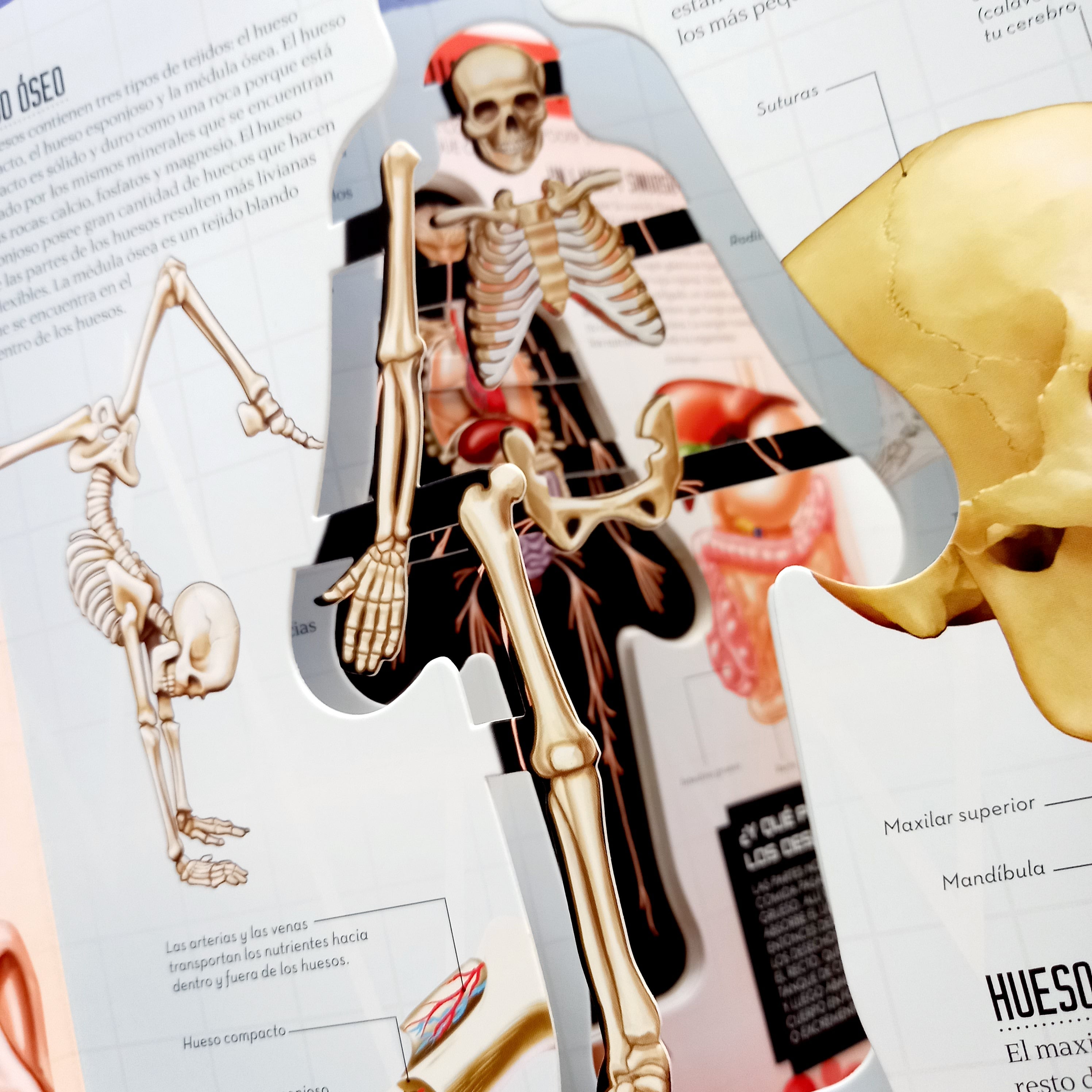 Miremos dentro del cuerpo humano