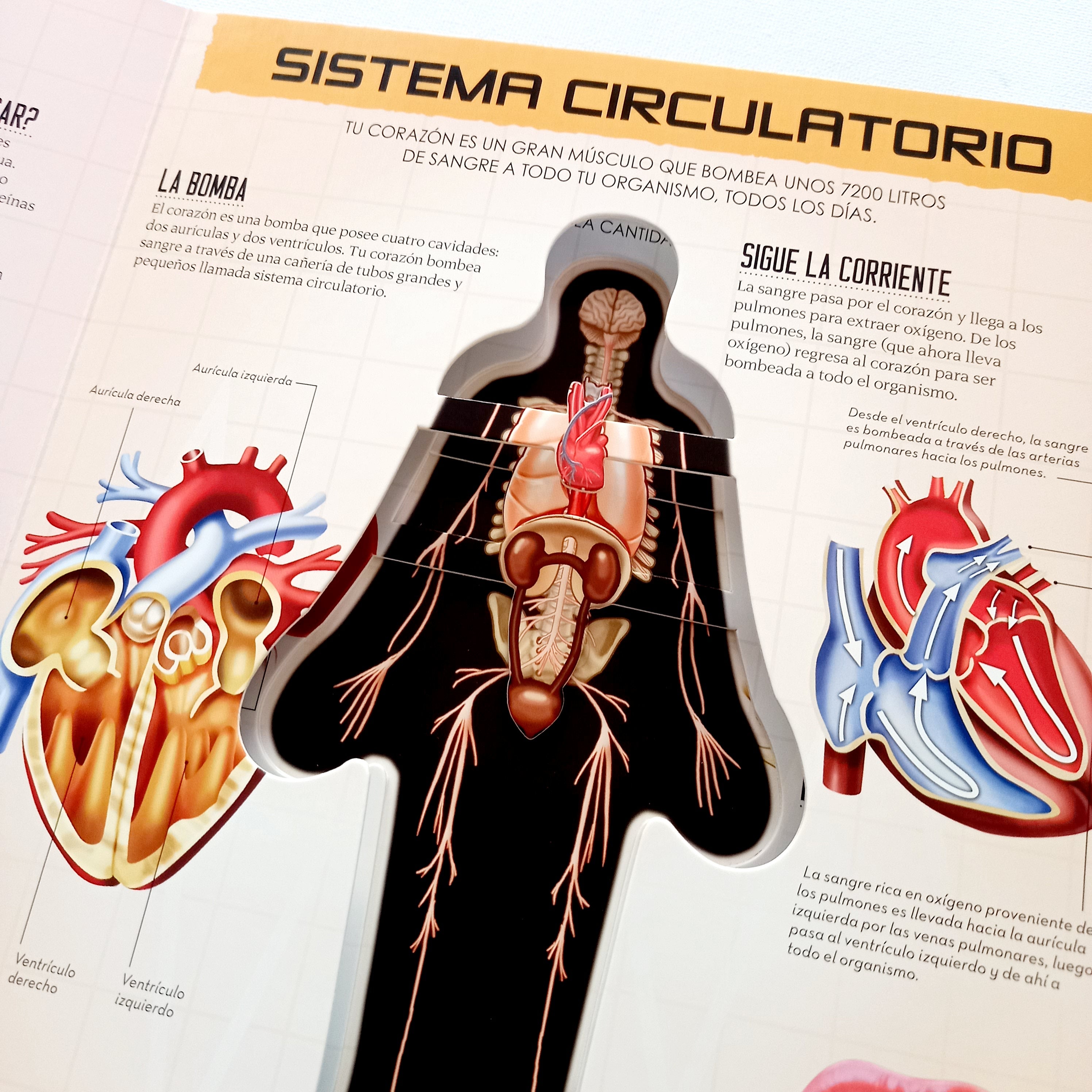 Miremos dentro del cuerpo humano