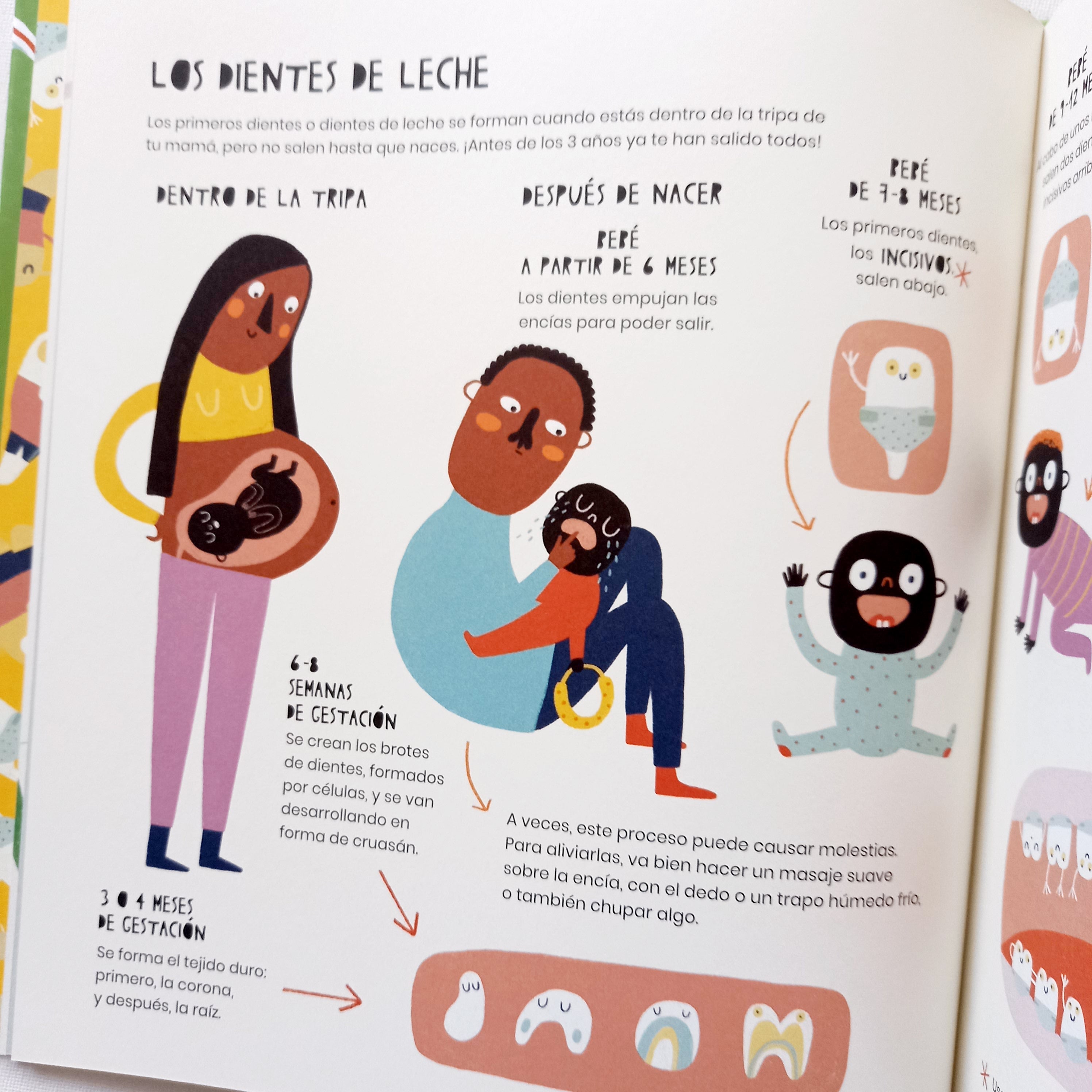 La vida secreta de los dientes