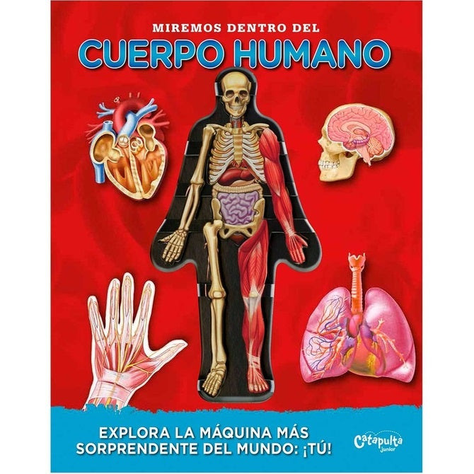 Miremos dentro del cuerpo humano