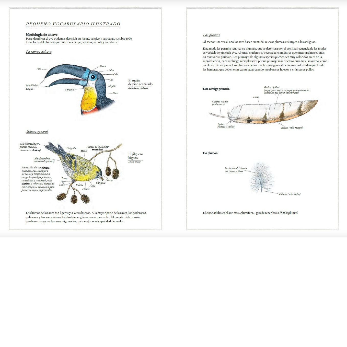 Inventario Ilustrado de Aves